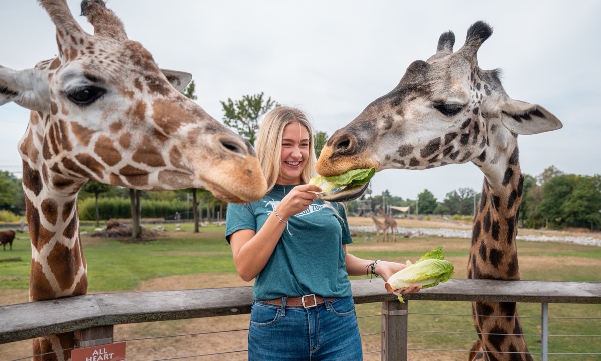 Feeding giraffes at the Toledo Zoo & Aquarium